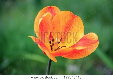 Bright orange tulip on a green background