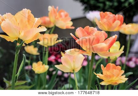 Flowering of beautiful tender tulips in the spring