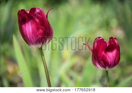 Two burgundy tulips on a green background