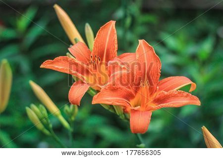 Two brightly orange lilies on a green background