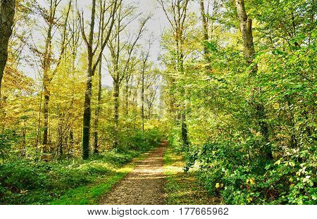 Verneuil sur Seine; France - october 30 2016 : the forest in the west of the city