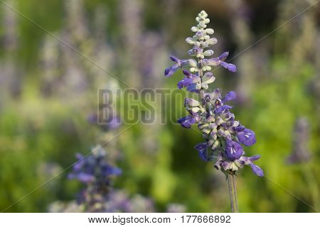 The purple flowers in spring field garden.