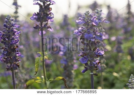 The purple flowers in spring field garden.