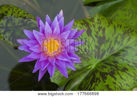 A purple lotus pond in the park.