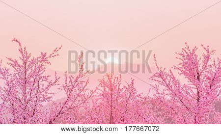 Sakura Cherry Blossom tree before sunset behiind the mountain japan