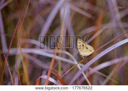 Beautiful butterfly in the purple meadows background