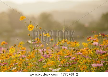 Nature Beautiful Cosmos flowers meadows for background