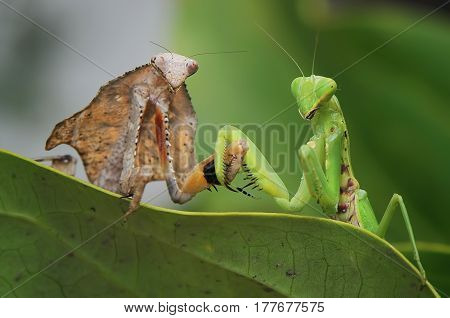 Will You marry Me the green mantis?