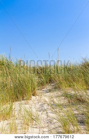 Beach And Dunes With Beachgrass