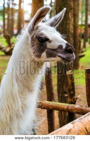 Wild Animal Lama On The Nature. Palanga