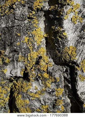 Nice tree bark with moss and lichen texture