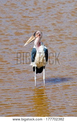 The marabou bird stands in the water
