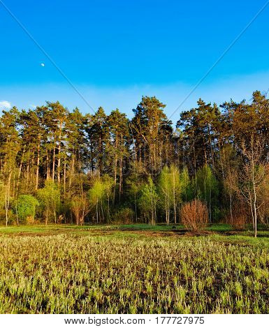 Mixed deciduous-coniferous forest landscape under evening sky with clouds in sunlight, Irpin, Ukraine. Mixed deciduous-coniferous forest landscape under evening sky with clouds in sunlight, Irpin, Ukraine. Green meadow with young grass, the first spring g