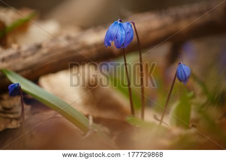 Blue scilla (Scilla siberica) blooming in the forest. Shallow depth of field. Selective focus.