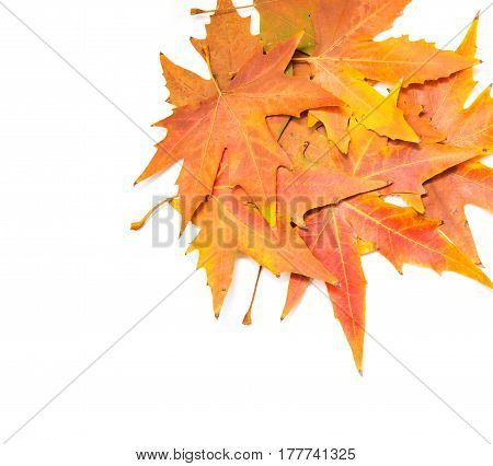 autumn leaves on a white background . A photo