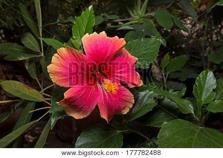 Colorful Red Pink Orange Hibiscus with Green Leaves