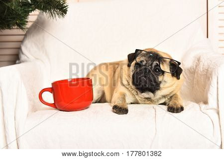 Pug dog with light brown fur and black muzzle sitting on chair near red mug for coffee or tea and firry tree on studio background