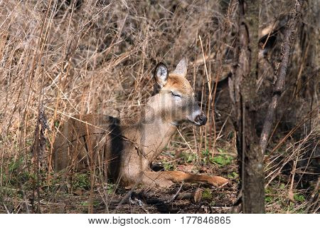 Whitetail Deer doe in wooded area in morning sun