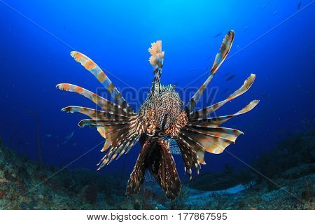 Lionfish fish in ocean