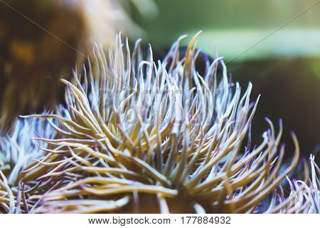 Close up view lively bright color actinia on background blue sea aquarium coral. Glass in oceanarium museum on backdrop fish blur mockup