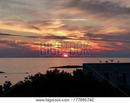 Seagull on a background of red sunset over the sea