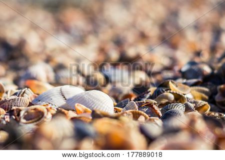 Sea shells of different shapes in nature. In the foreground there are two white seashells. Can be used as a background.