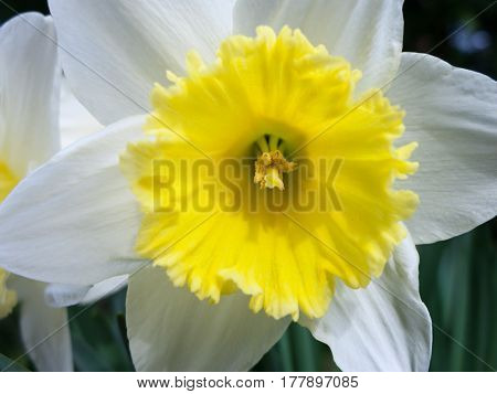 A gorgeous white and yellow daffodil in light