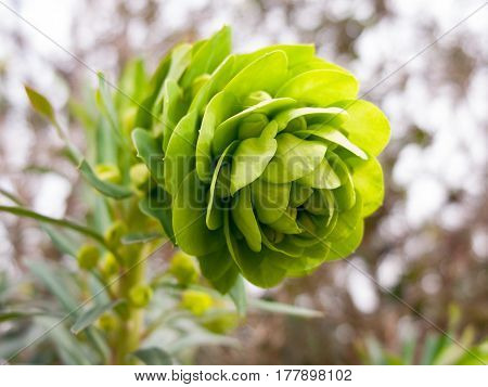 A gorgeous green bud descending forth in spring