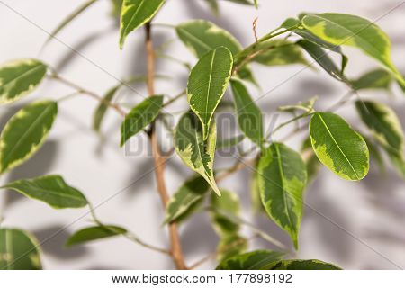Ficus Benjamina. House plant.  Floral background. Leaves close-up.