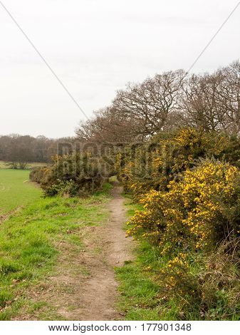 A lush looking path with plants and flowers