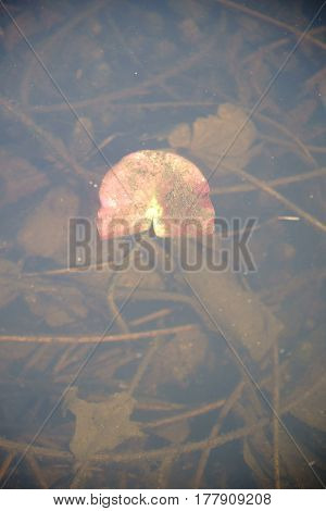 The withered and decayed leaves of a water lily at the end of winter underwater.