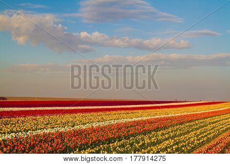 Tulip. Beautiful Bouquet Of Tulips. Colorful Tulips. Tulips In Spring,colourful Tulip