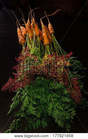 Fresh, farmer, young carrots with a beautiful tops on a black painted wooden background