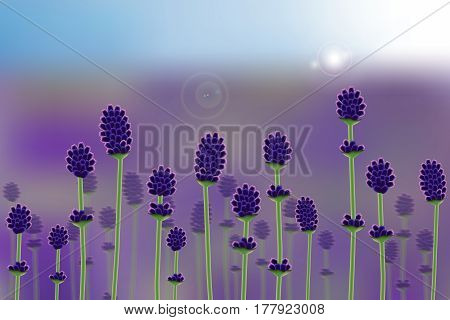 Realistic lavender field. Vector nature landscape lillustration