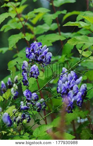 Monkshood (Aconitum autumnale) blue and white flowers closeup in summer garden.
