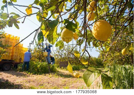 Closeup view of lemons on tree and pickers at work in the background