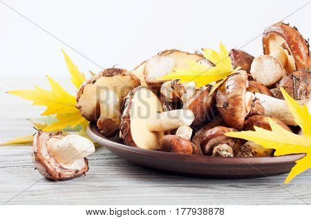 Edible wild mushrooms and yellow maple leaves in a clay plate on a wooden background.