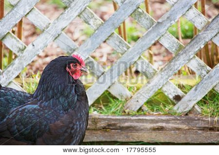 ดำน้ำเงิน ดำ และสีน้ำตาลเยี่ยมไก่ไก่กับรั้วเรดวูดโครงตาข่ายประกอบโฟกัสนุ่มนวล