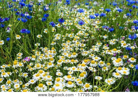 A Field Of Wild Colourful Country Flowers And Plants