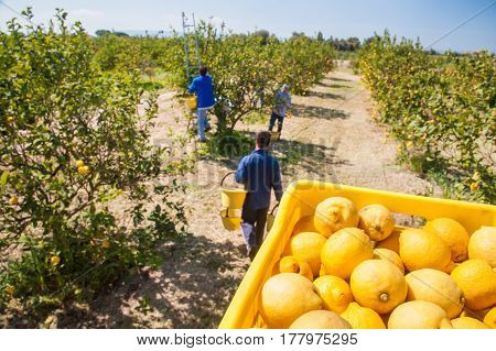 Boxes full of lemons in a citrus grove near Syracuse Sicily