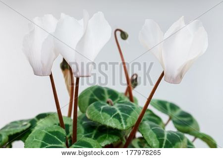 White background green white cyclamen isolated closeup