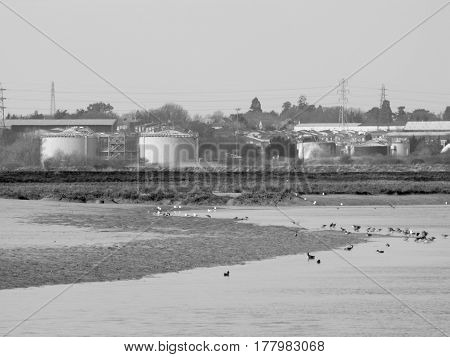 Some waterfowl resting and eating on the edge of a lake with an industrial backdrop