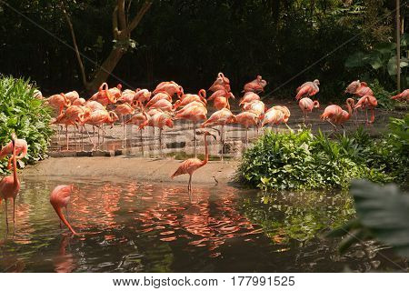 Large group of pink flamingos walking around on the riverside at daytime drinking water in the sun.