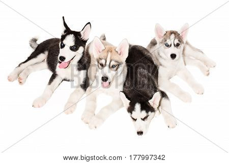 Siberian Husky puppies. Four charismatic puppies on a white background. Isolated
