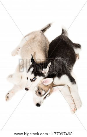 Siberian Husky puppies. Two charismatic puppies on a white background. Isolated