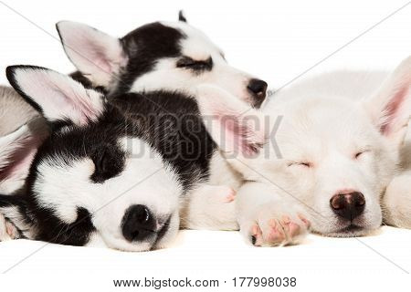 Siberian Husky puppies. Charismatic puppies on a white background. Isolated. Puppies are tired and sleeping