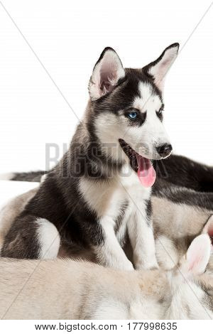 group of happy siberian husky puppies on white. Beautiful puppies. One puppy is sitting and the others are sleeping
