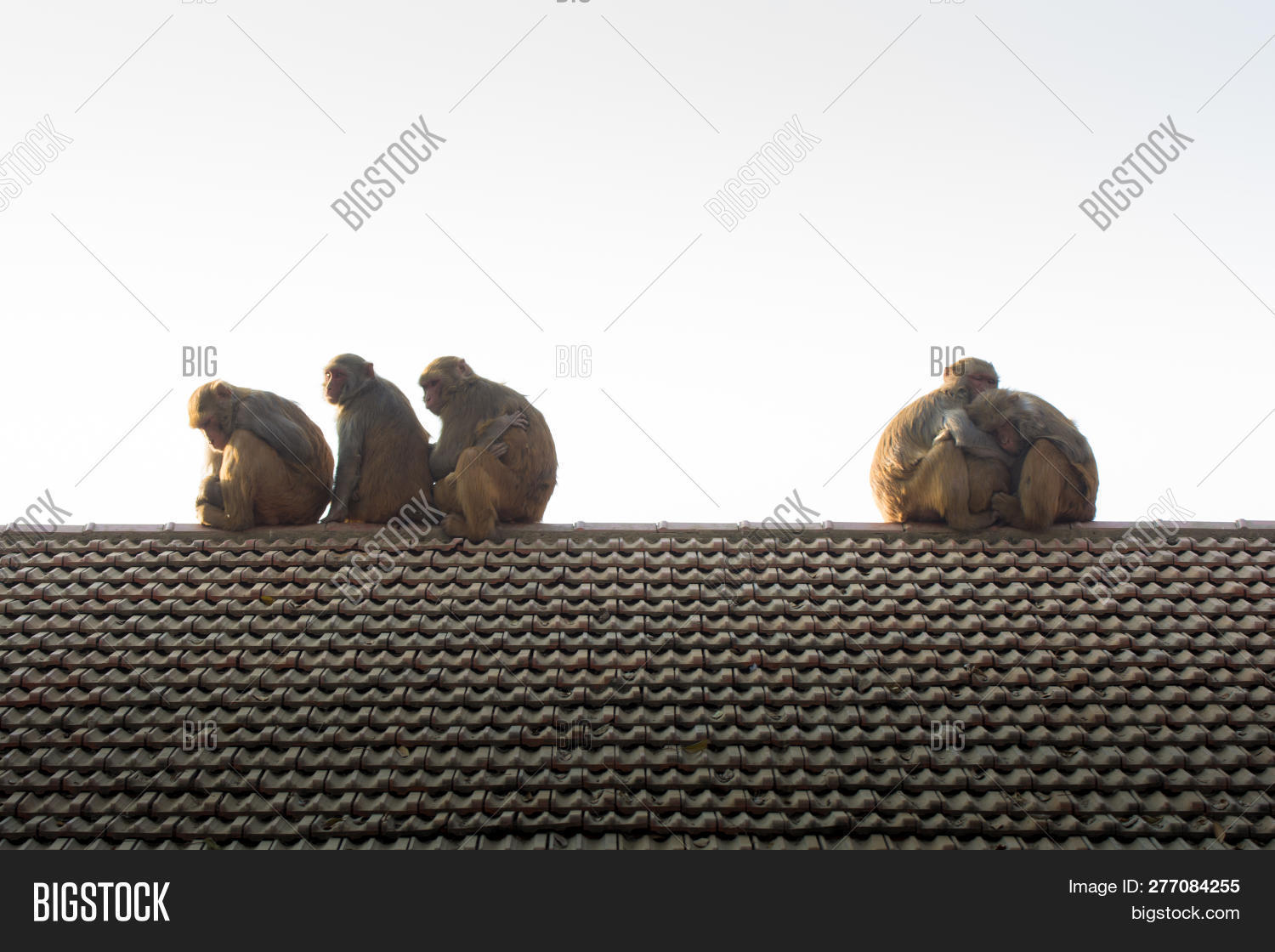 Wildlife Background Image Photo Free Trial Bigstock Wildlife Background Image Photo Free Trial Bigstock