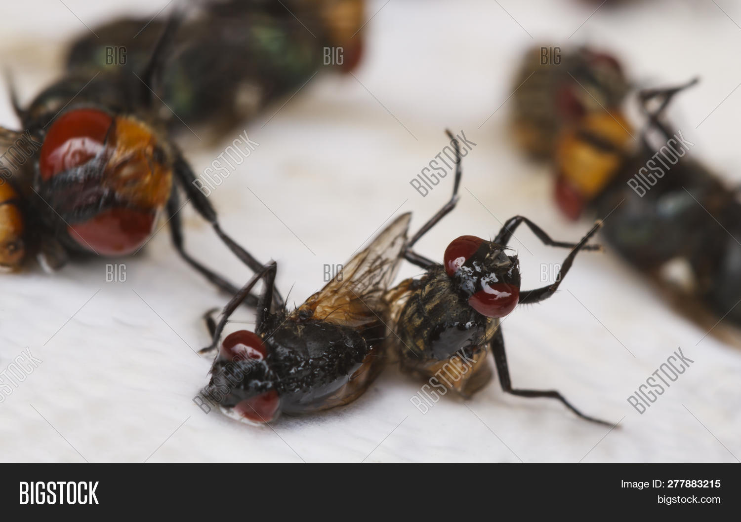 Close Sticky Fly Image & Photo (Free Trial) Bigstock