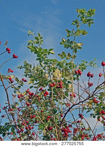 Briar Rose Or Sweet Briar With Hips